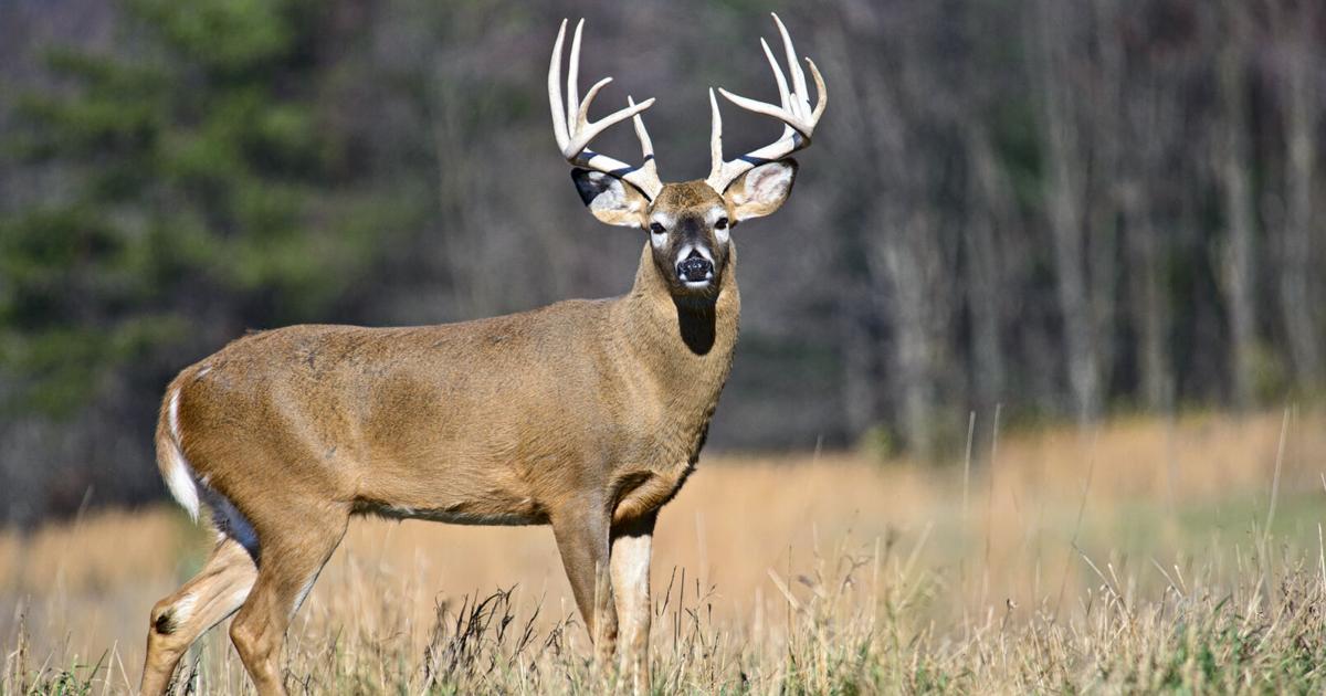 4 Cambria County food pantries benefit from hunters’ generosity, Sharing the Harvest program