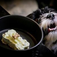 Meals to woof down at Italy’s first dog restaurant