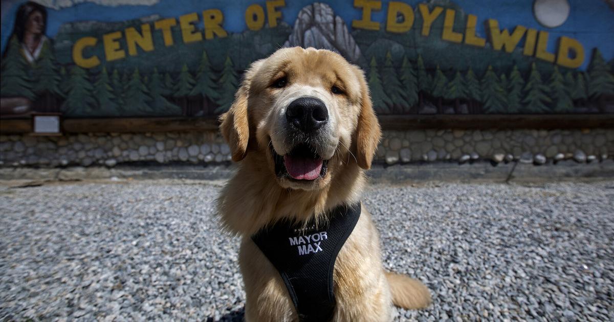 The unusual story of how a dog became a town’s mayor