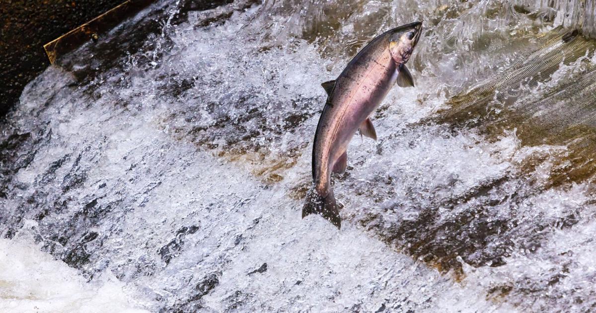 Chelan PUD celebrating high salmon survival rate at Rocky Reach Dam