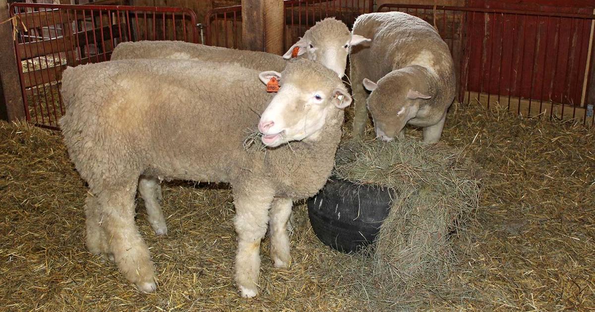 Focus on nutrition to meet ewes’ extra energy needs