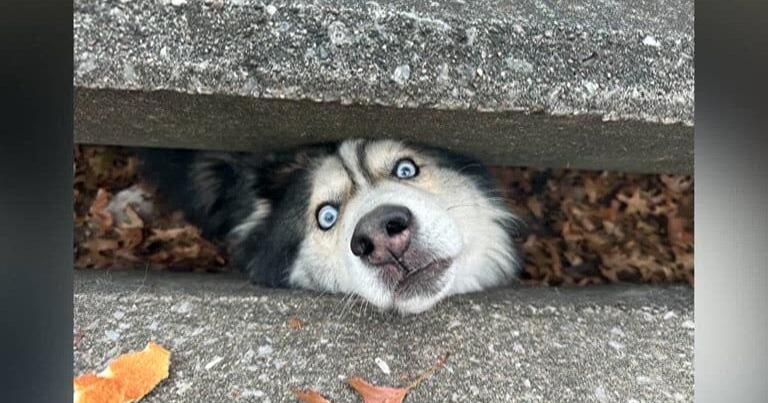 A tale of canine curiosity and animal control heroism