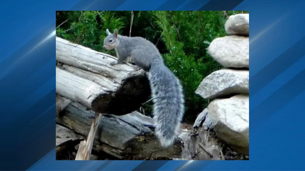 Western gray squirrels uplisted to endangered status due to Pacific Northwest habitat loss