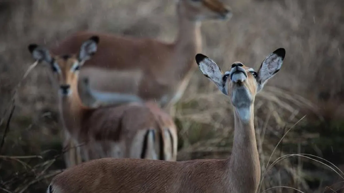 Size determines whether animals survive natural disasters