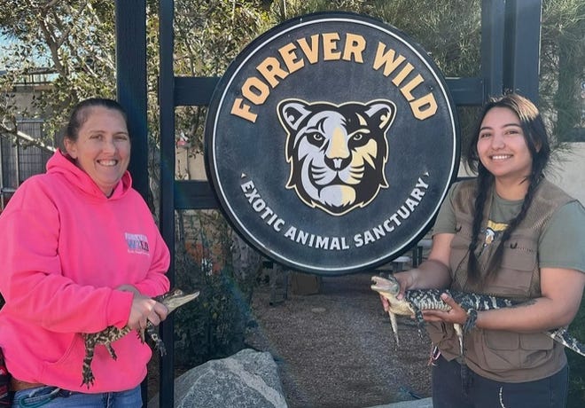 Baby alligators found in San Bernardino now living in Phelan sanctuary