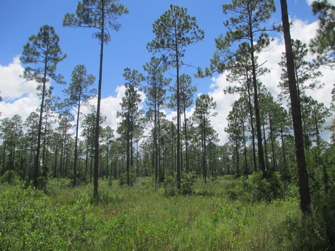 Volusia, Stetson land $25M USDA grant for conservation easements, better land management