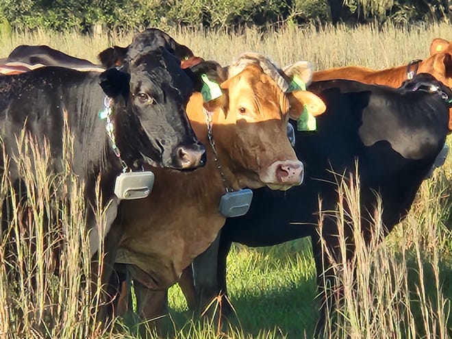 No fences? One cattle rancher is testing the use of virtual fencing in Florida