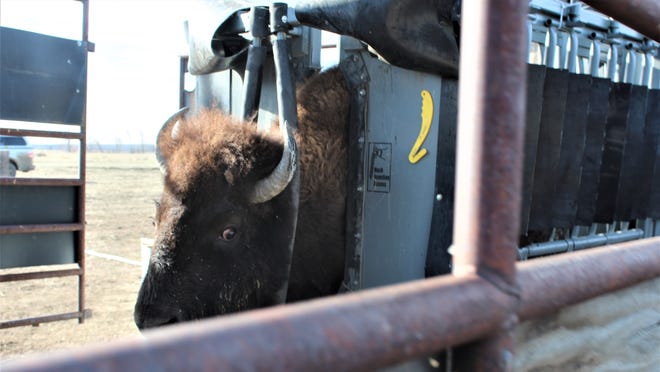 Health, progress and safety top priorities of American Prairie bison round-up