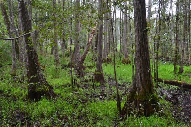 Preservation of 1,200 acres aims to protect Savannah River