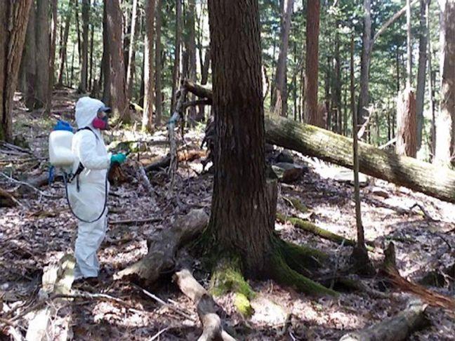 Effort to protect Lake George hemlocks continues