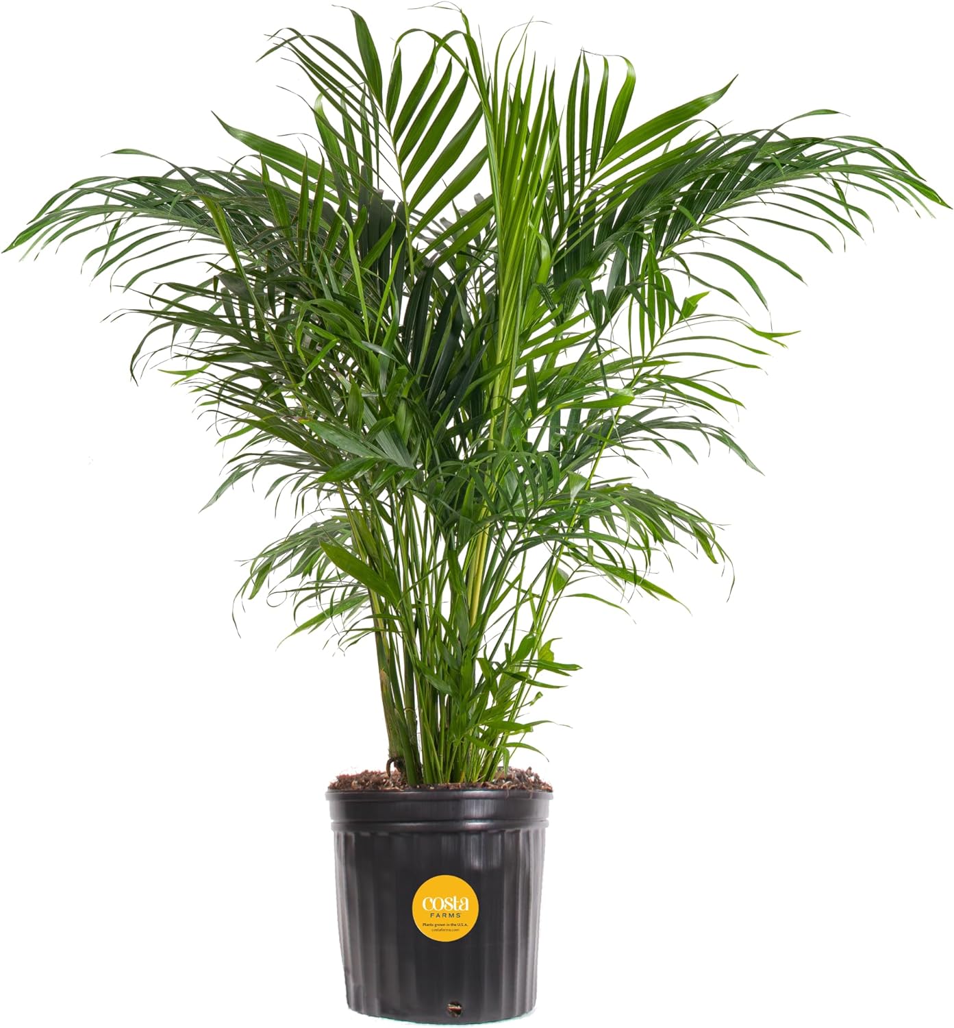 10 Best Palm Plants Review