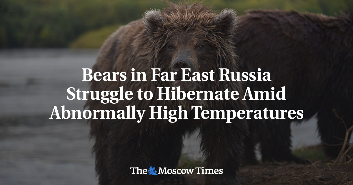 Bears in Far East Russia Struggle to Hibernate Amid Abnormally High Temperatures