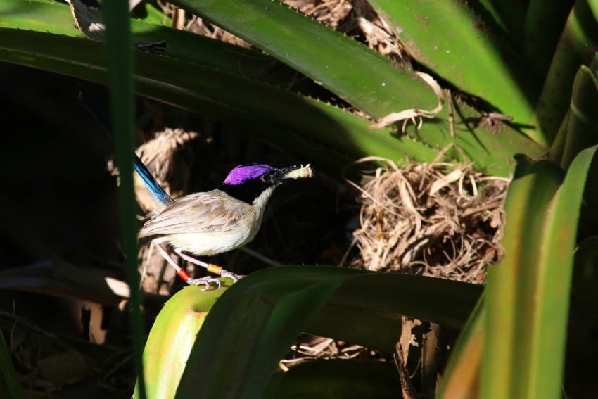 Fairy-wrens babysit if they’ve got a good chance of mating with the parents