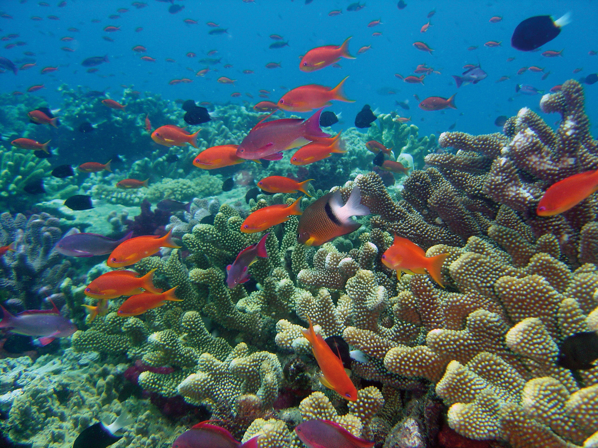 Harnessing innovation and community to protect Fiji’s coral reefs