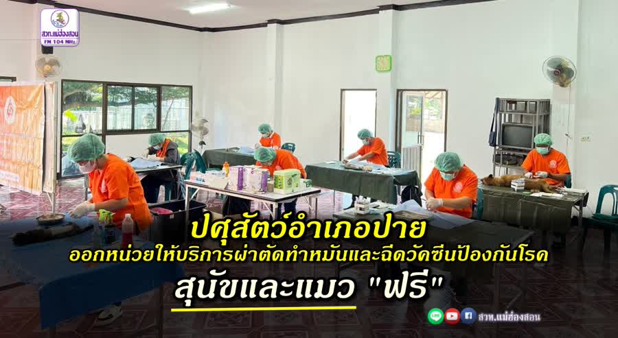 สำนักงานปศุสัตว์อำเภอปาย ออกหน่วยให้บริการผ่าตัดทำหมันและฉีดวัคซีนป้องกันโรคพิษส