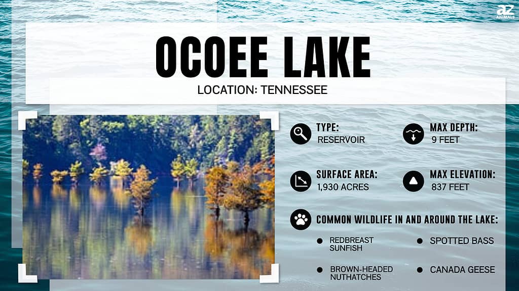 Discover the Oldest Man-Made Lake in Tennessee