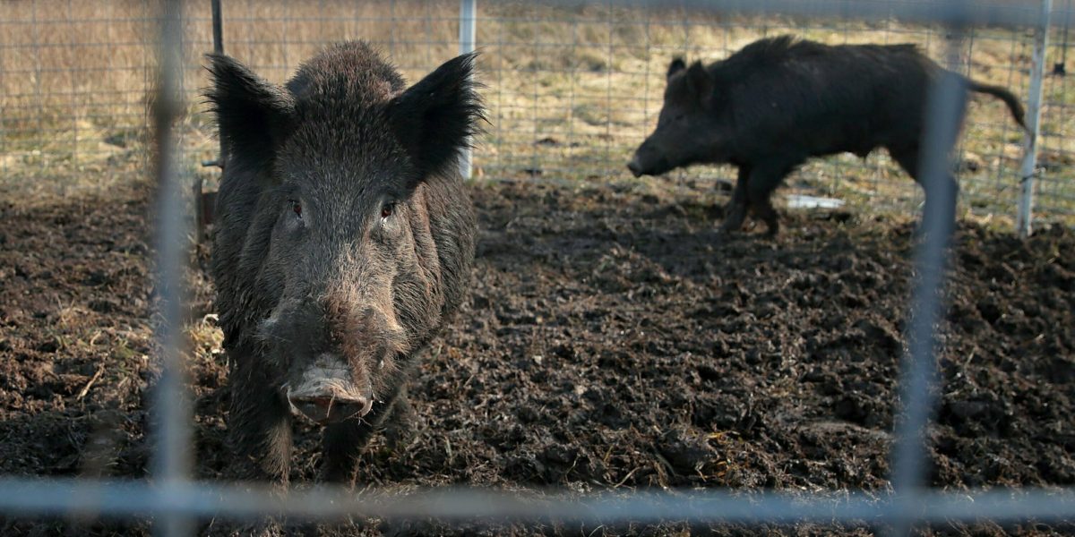 Feral Canadian ‘super pigs’— ‘the most invasive animal on the planet’— are threatening the northern U.S. and billions of dollars worth of crops