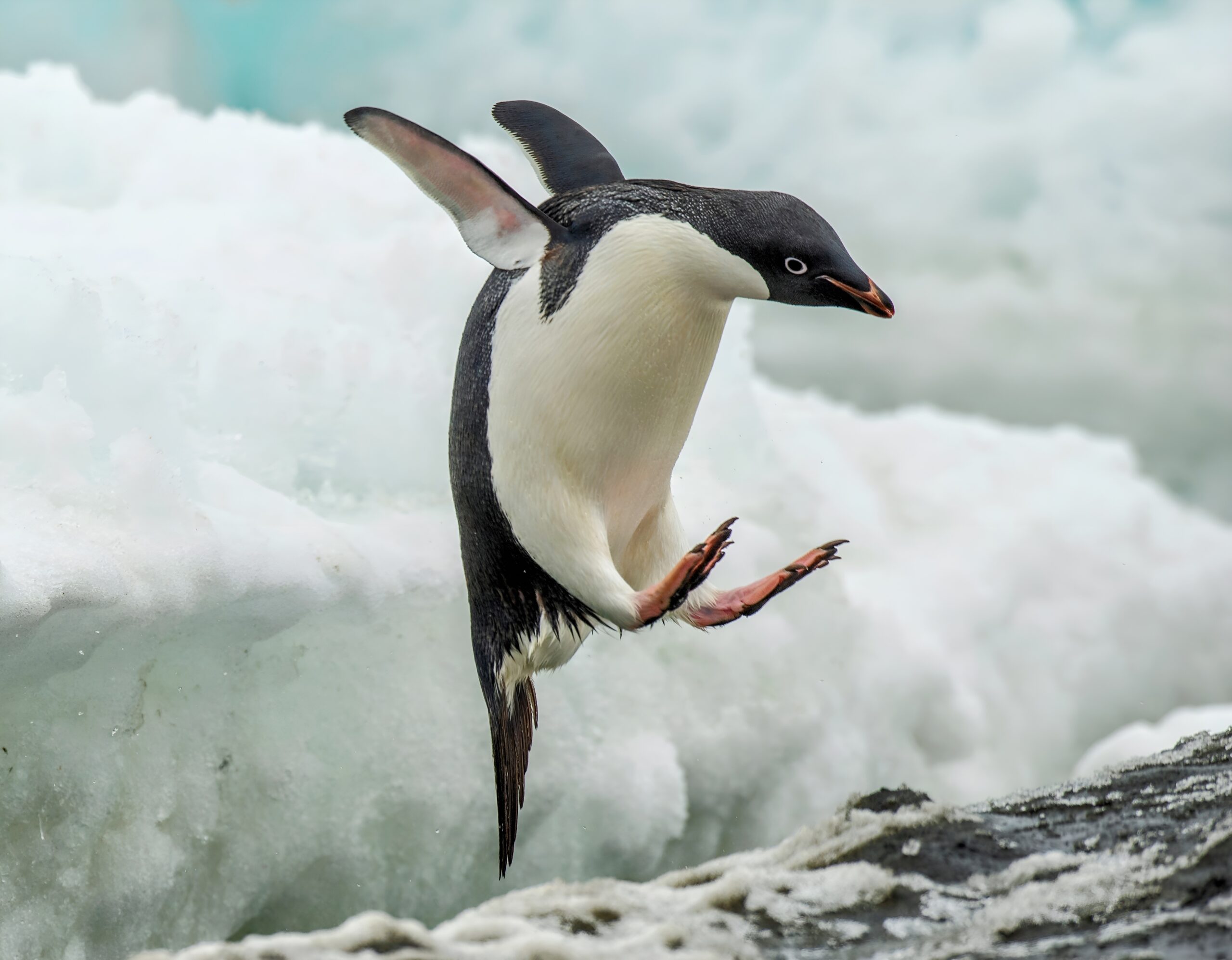 Melting sea ice has a direct impact on Adélie penguin survival