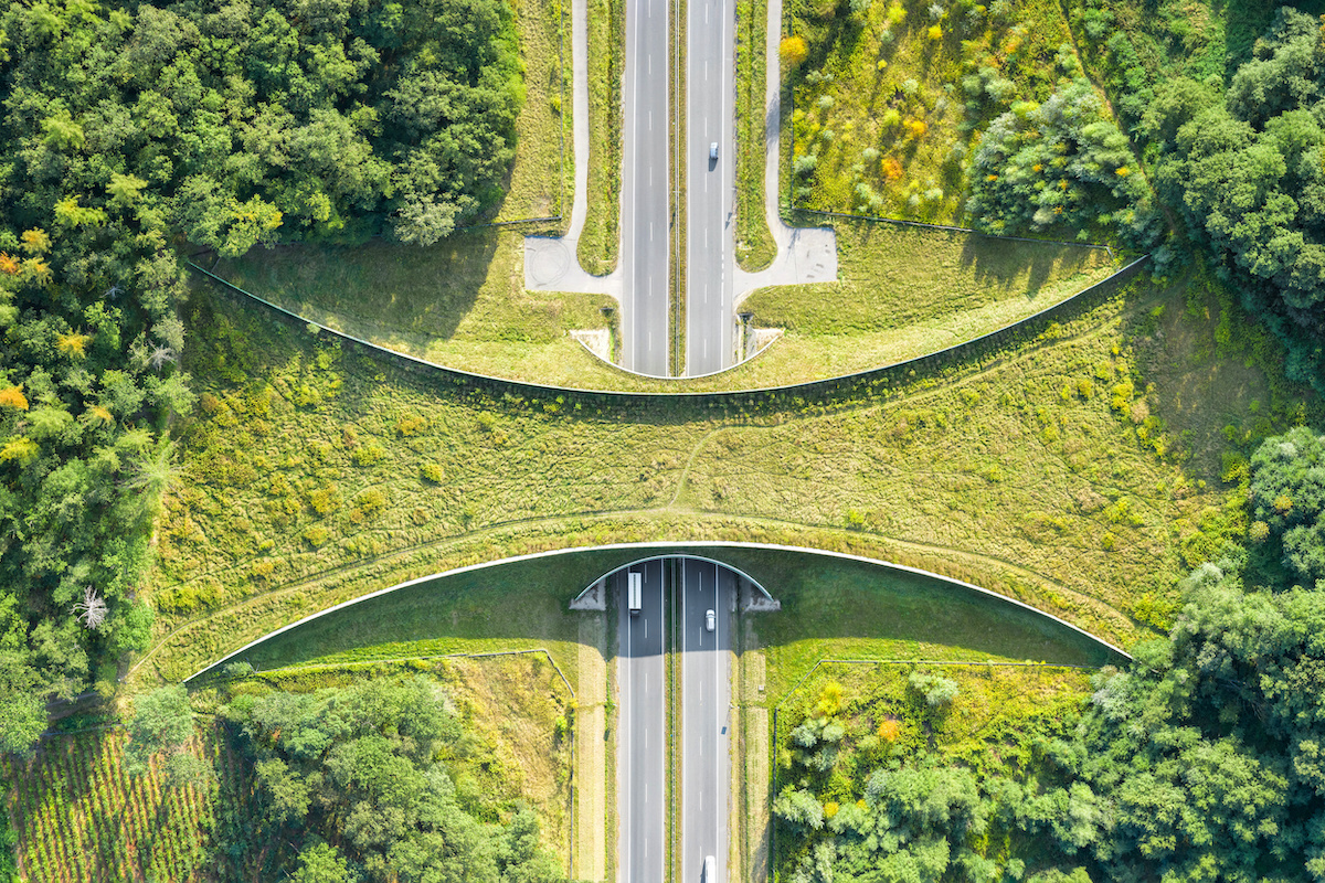 The Impact of Roads on Nature