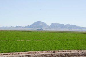 Restoring North America With A Fork: The role of Agriculture in the destruction of biodiversity