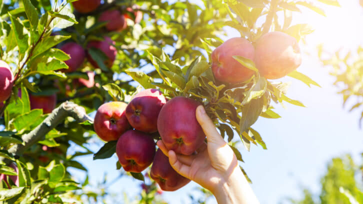 Apple Picking and Drug Preclusion: Let’s Make it a Fair Contest