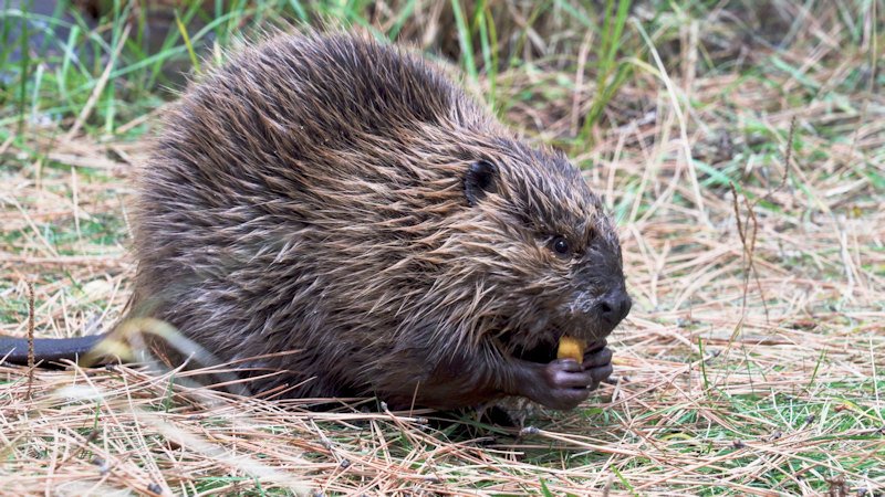 Rescued baby beaver recovering well, healthy and growing strong at Bend’s High Desert Museum