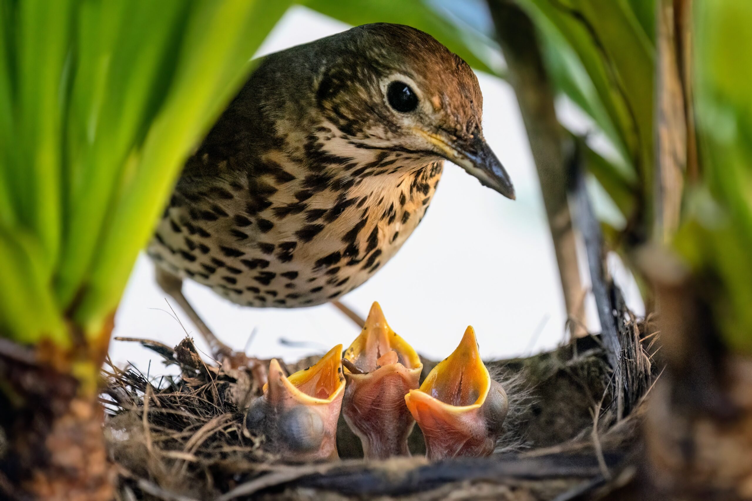 Temperature variability endangers bird nestlings