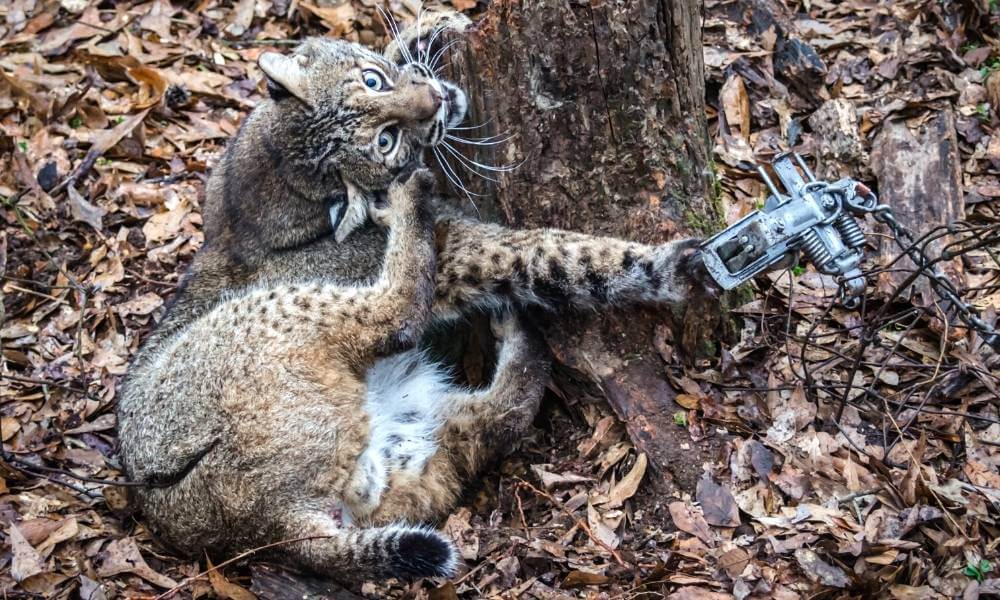 SIGN: Ban Vicious Snares From National Wildlife Refuges