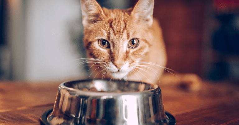 Feline clinical nutrition: an evidence-based approach