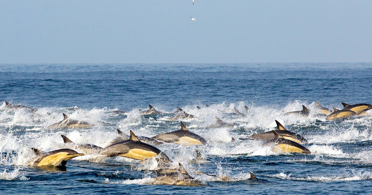 African marine conservation could turn the tide on climate change