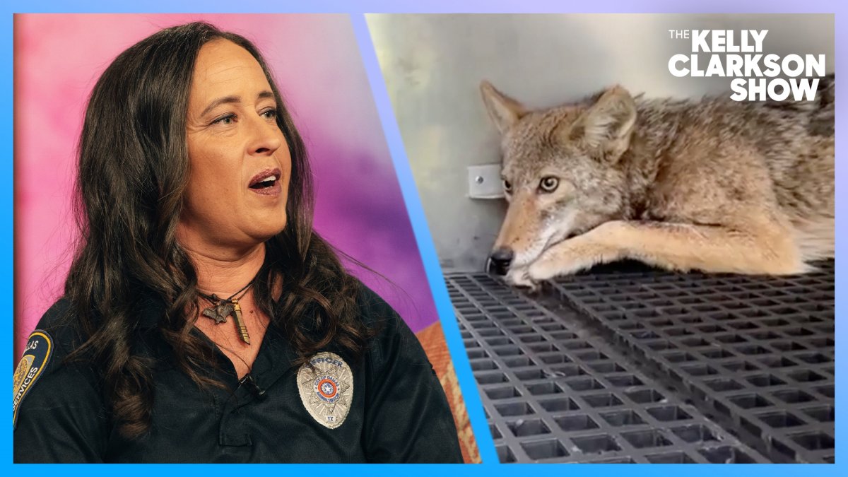 Dallas Animal Services officer who fosters wildlife in her home gets spotlight on ‘The Kelly Clarkson Show’