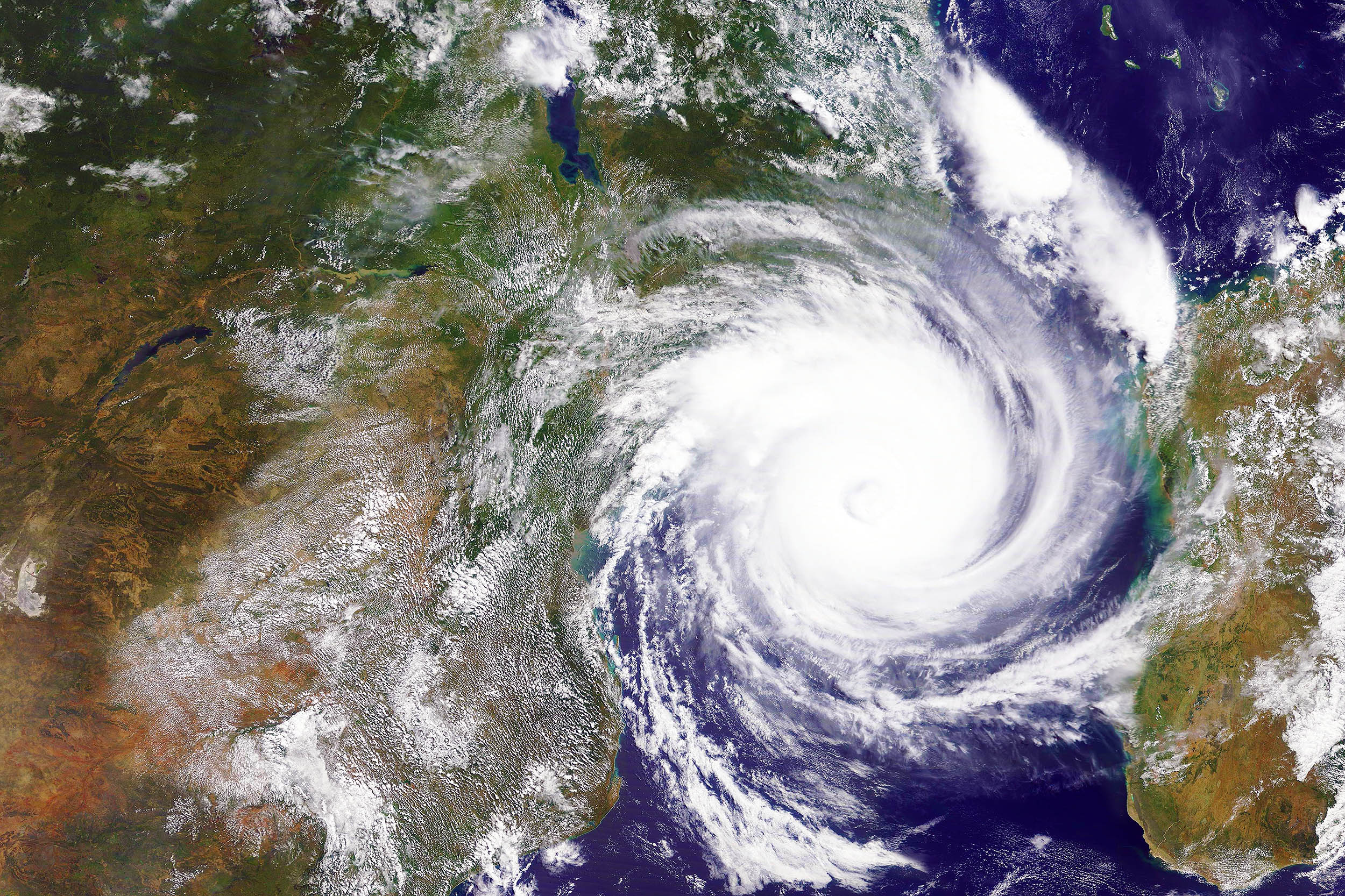 How wildlife survives hurricanes and other natural disasters