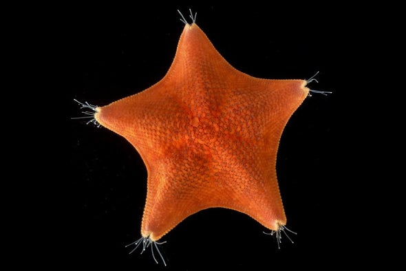 Starfish Are Heads—Just Heads