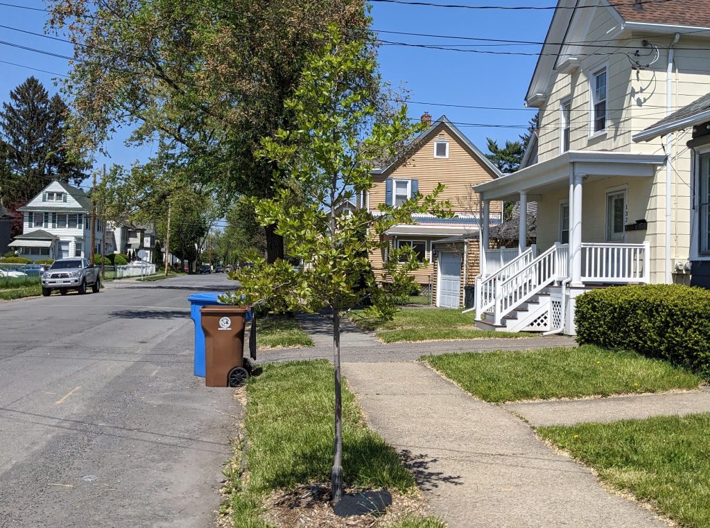 Kingston planted 38 street trees this year, with a concentration in Midtown, mayor says