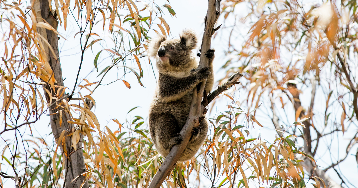 How we’re preparing for Australia’s bushfire season