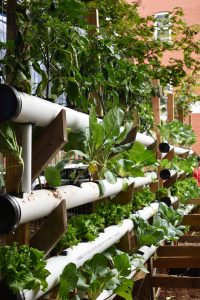 UConn Alum Fighting Food Insecurity in Hartford, One Micro-Farm at a Time