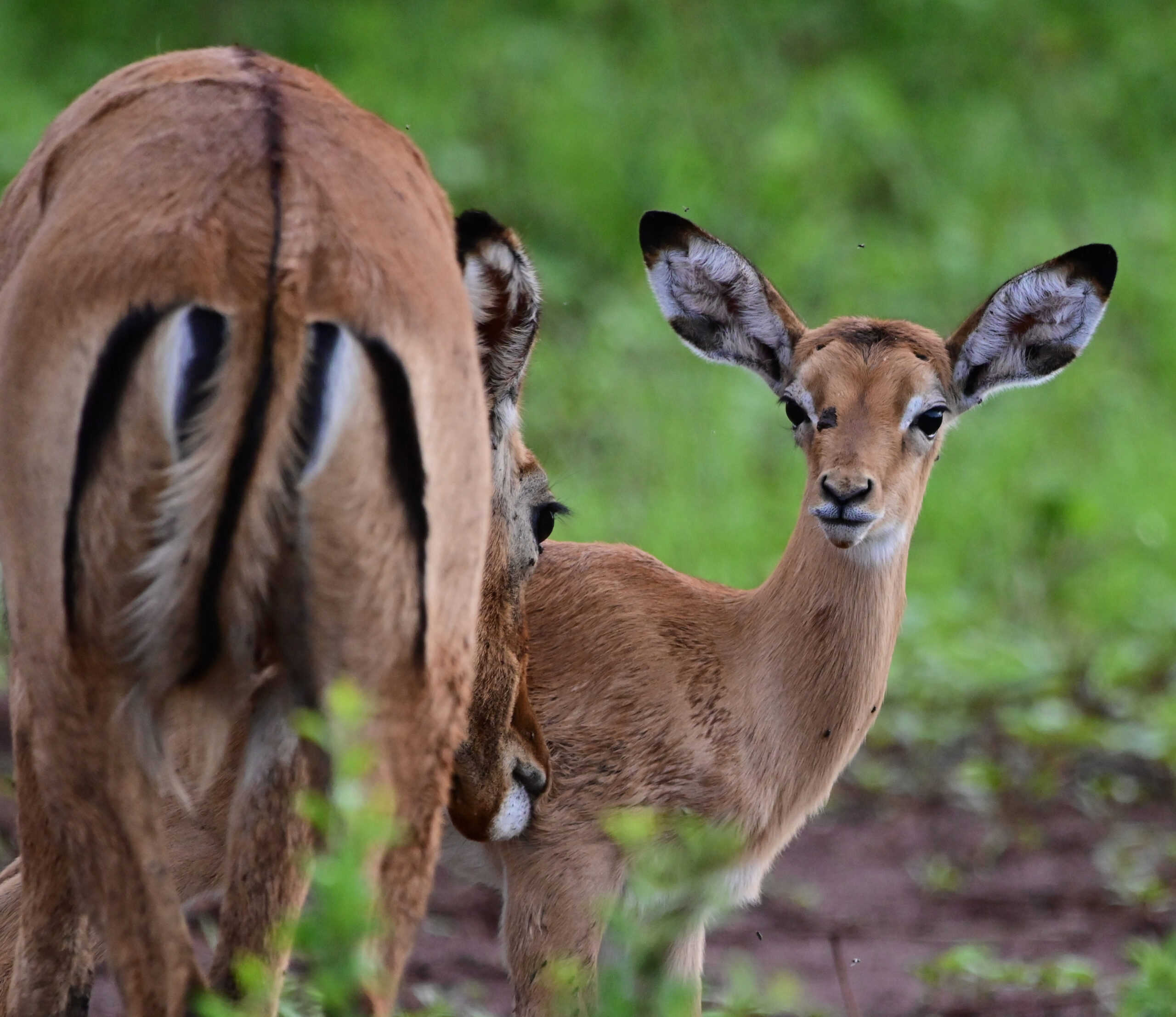 Shades of REDD+Harmonized Biodiversity Claims as a Solution for Fragmented Biodiversity Markets