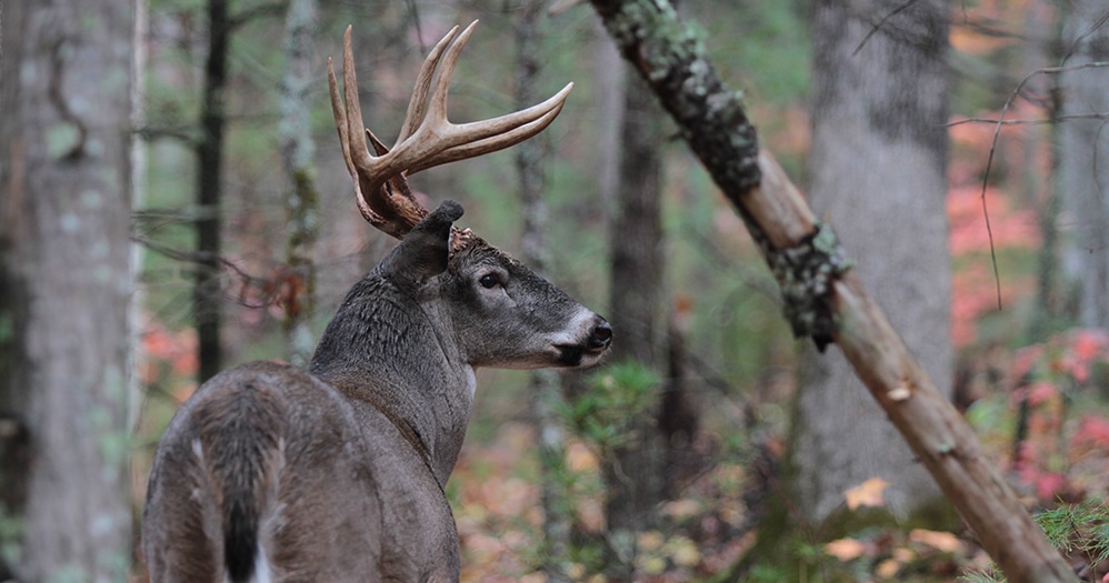 Wildlife officials encouraging hunters to kill more deer this season