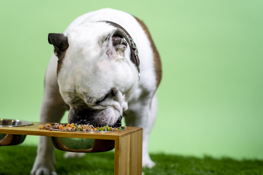 Wholesome Raw Feeding: Essential Dog Nutrition Tips for Owners