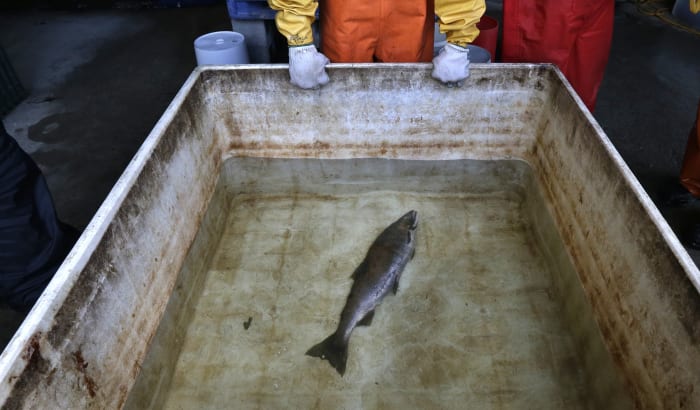 U.S. regulators will review car-tire chemical that kills salmon, upon request from West Coast tribes
