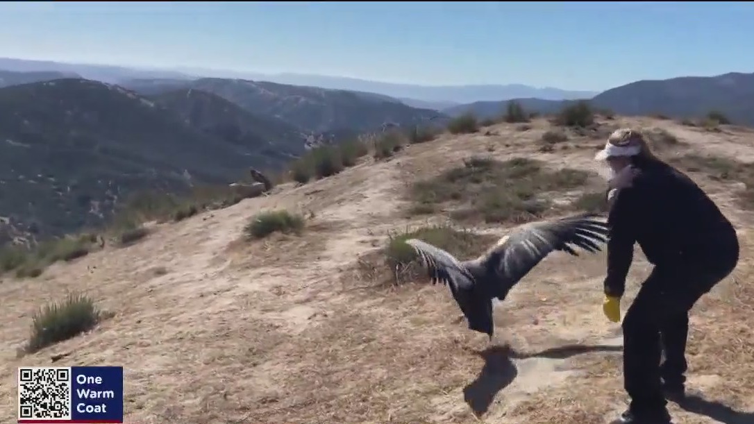 Oakland zoo staff checks condor health