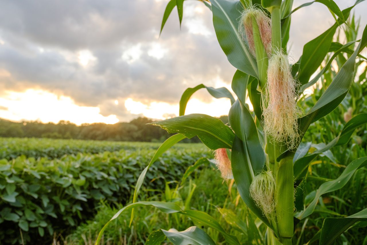 Can federal grant provide a boost to food supply chain in middle Alabama?