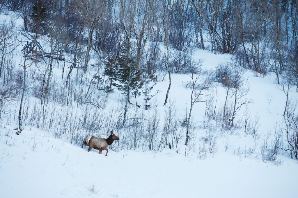 Trust Our Land: Championing wildlife as the seasons change