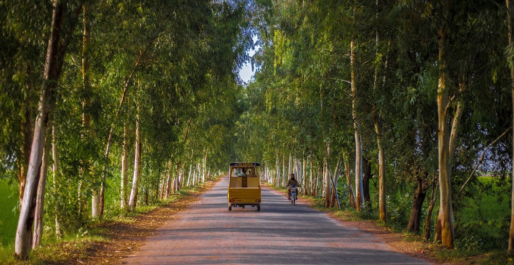 Green-ecosystem conservation through Miyawaki forests stressed