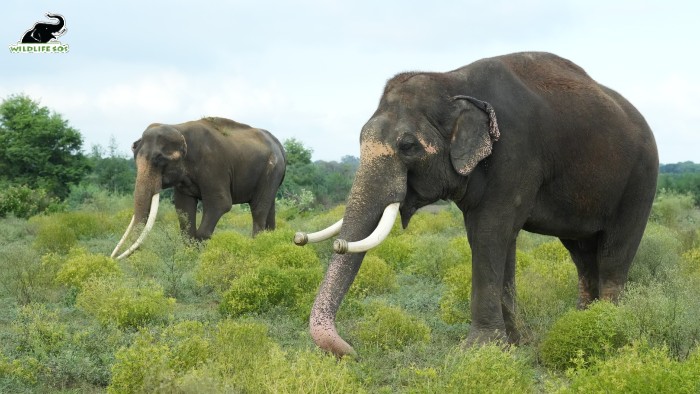 Ways To Recognise Different Elephants Under Our Care!