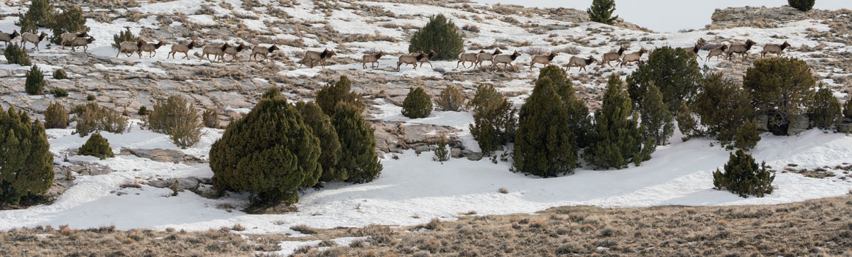 West’s Senate Testimony Requests Long-Term Commitment for Big Game Migrations  | Theodore Roosevelt Conservation Partnership