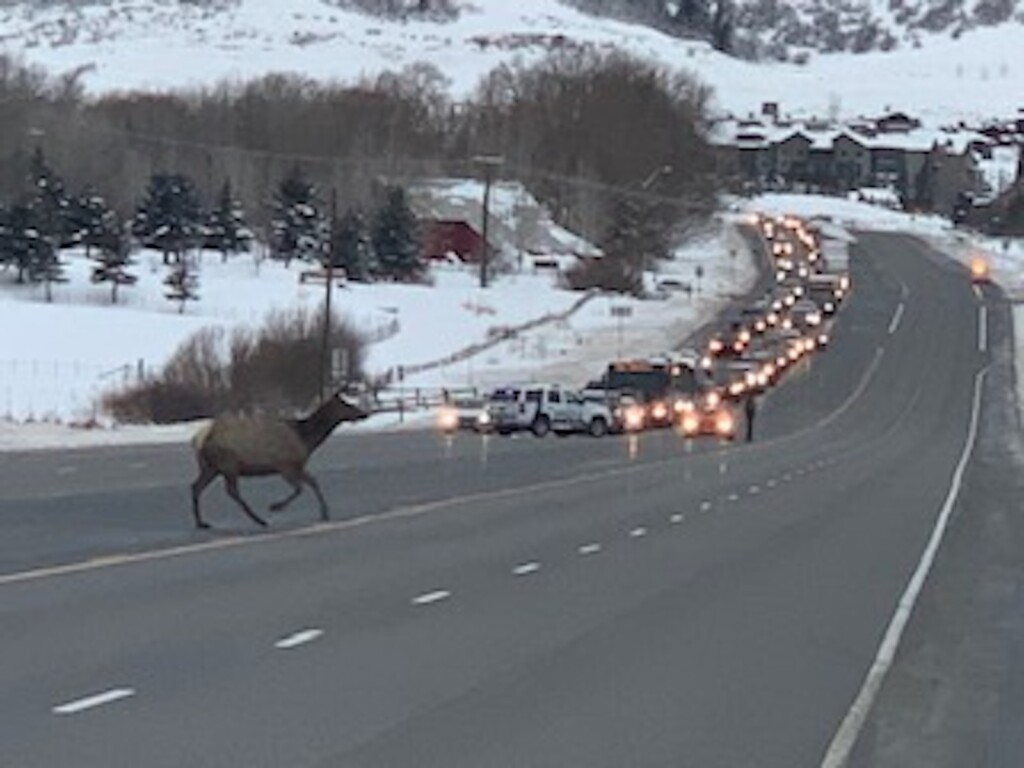 Endangering Wildlife to Widen a State Road to Park City