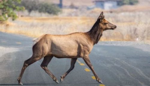 Watch Out For Wildlife On California Roads