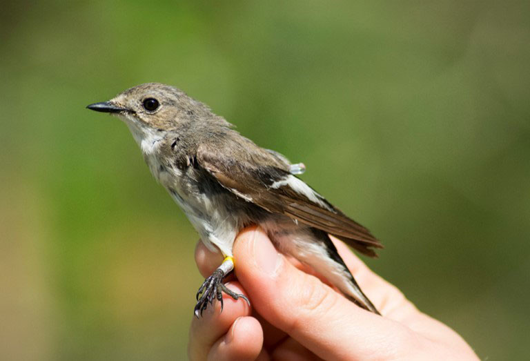 Ecologists help migratory birds adapt to climate change