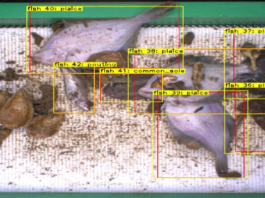 Fisheries management: Artificial intelligence makes a difference